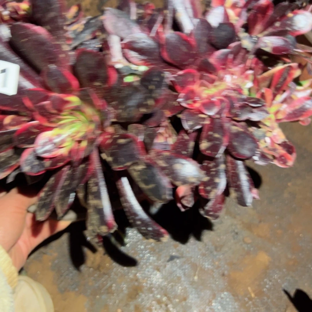 281 号多肉植物福利