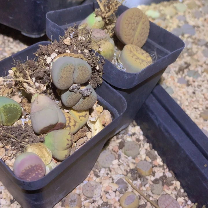 49999999888895865865566