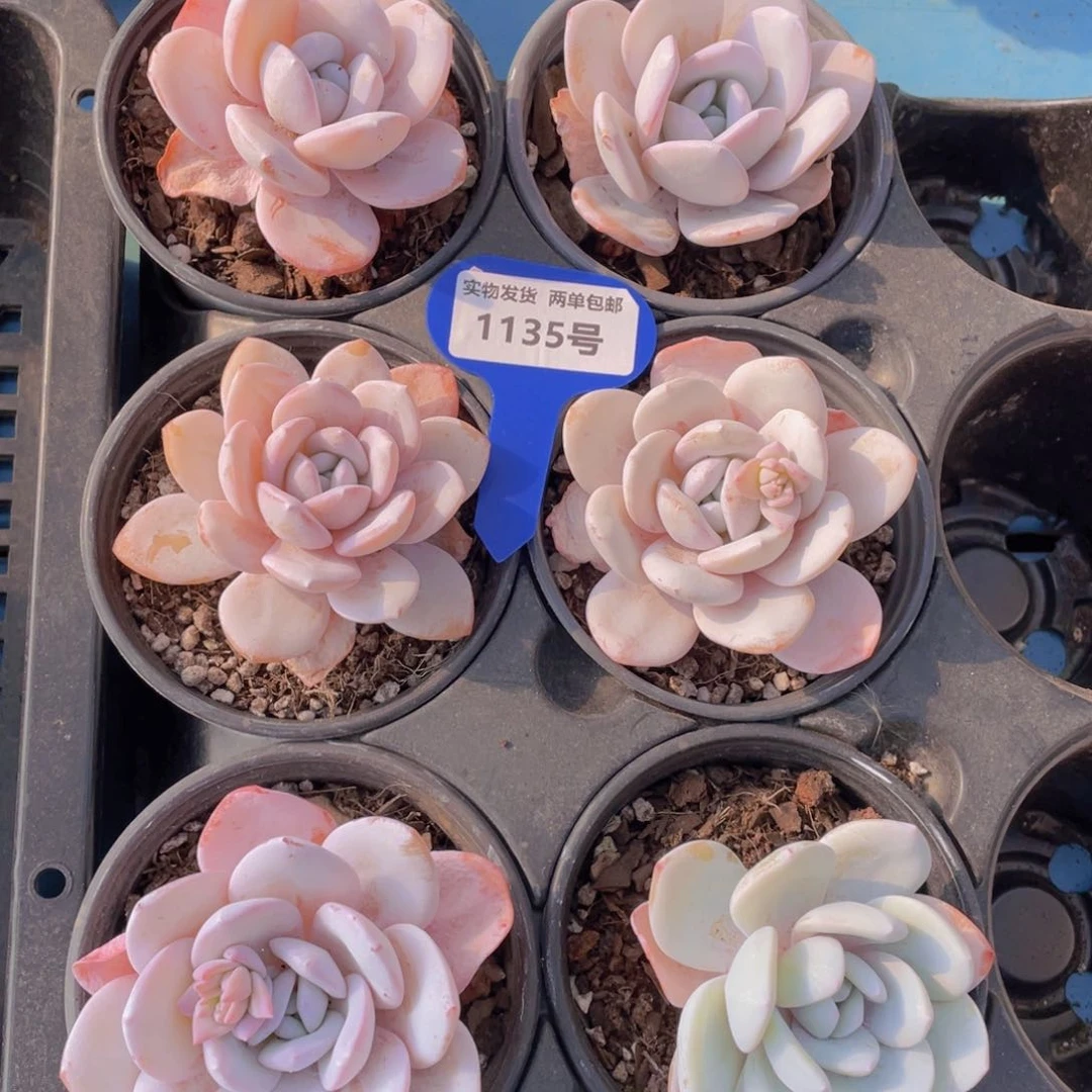 1135号雪莲母本大单头一个