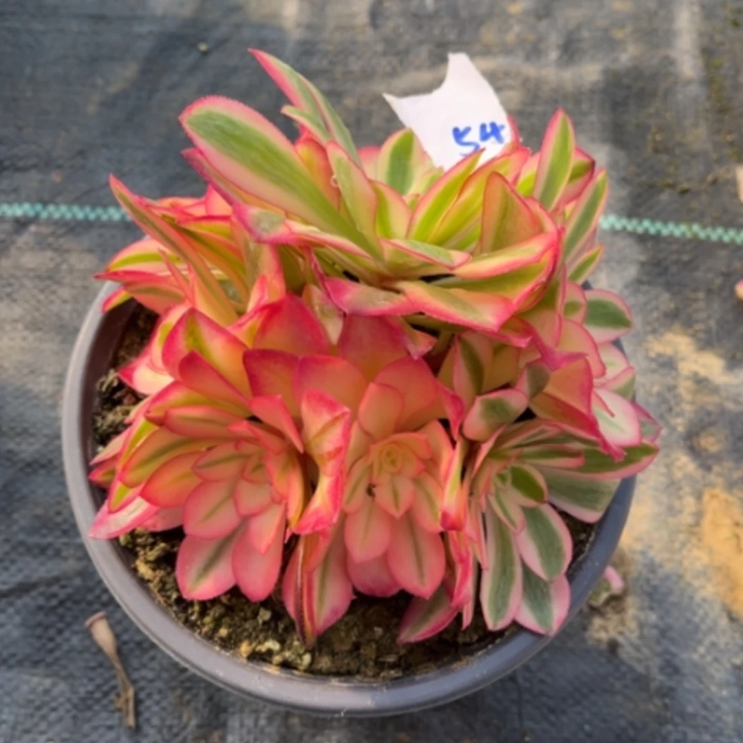 【闪购商品】54秀球多肉法师