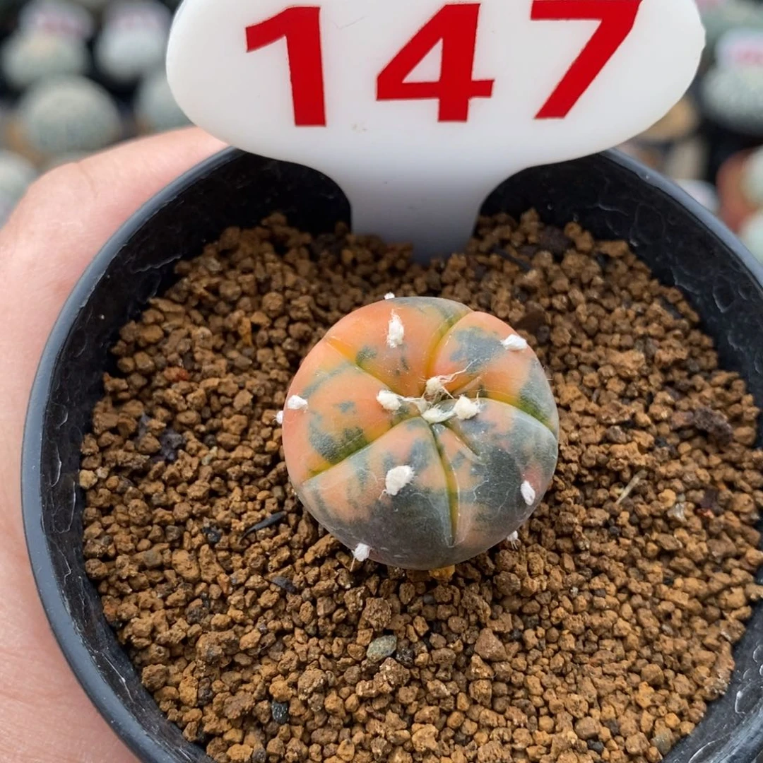 147五愣兜锦福利