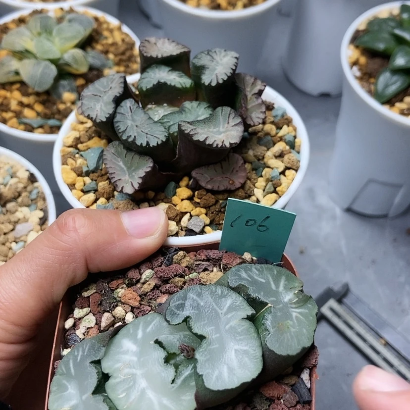 【闪购商品】我***久106火焰龙，白亚