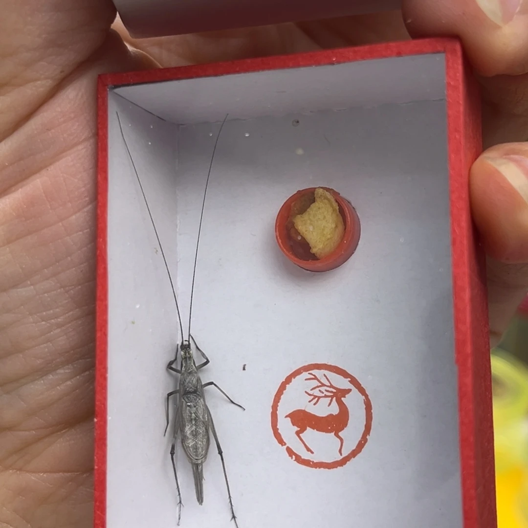 紫竹精品哈哈哈哈哈