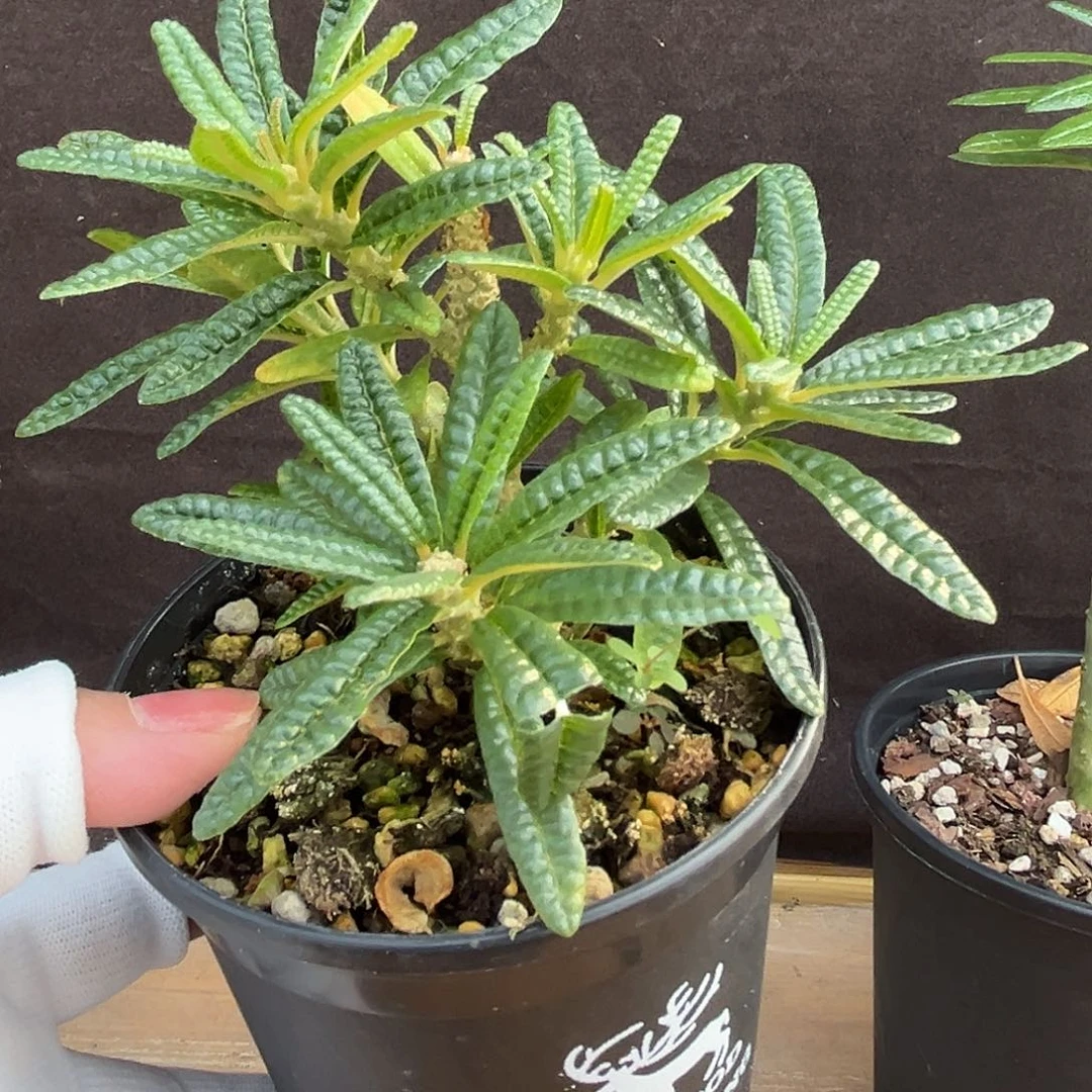 汤圆植物泡泡叶巨硫桑