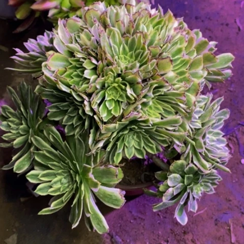 碧浪有晒伤多肉4764