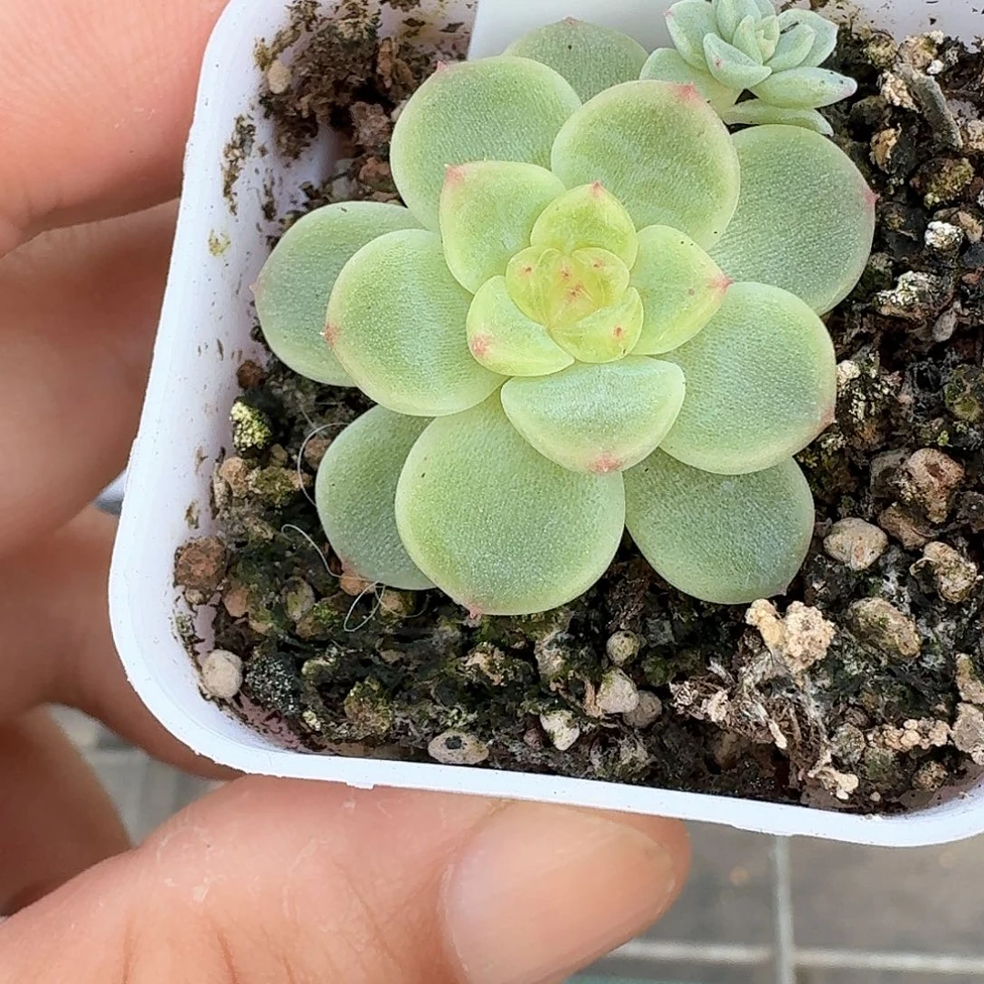 191号纸鸢单头带仔多肉