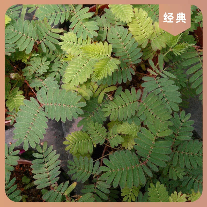 高产四季含羞草室内外奇趣植物易活播种阳台盆栽害羞草四季花种子