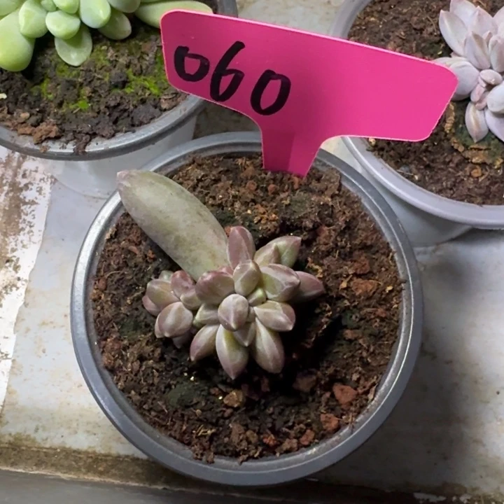 060胖福星球新号福利价