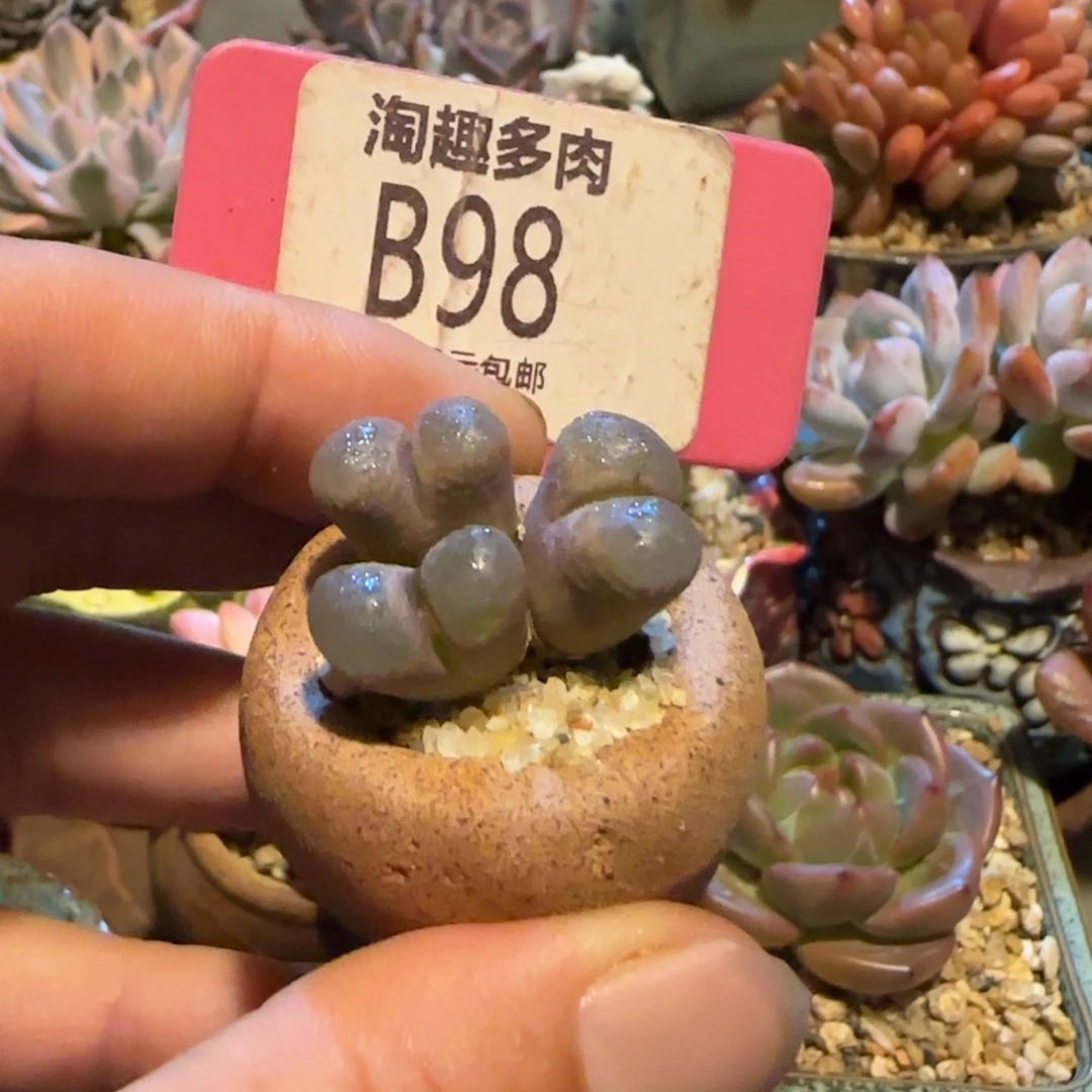 是***呀多肉植物风铃，哇塞，大鹏带土