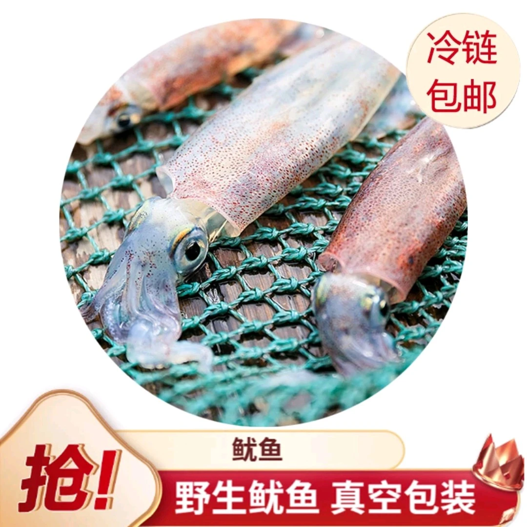 汕尾港野生海钓活鱿鱼 50%左右有带籽 包脆包不缩水