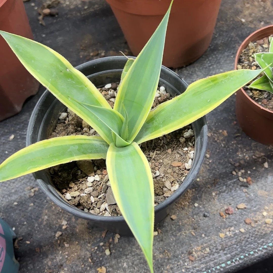 初八龙舌兰系列龙舌兰