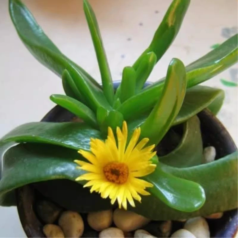 佛手拖金多肉植物