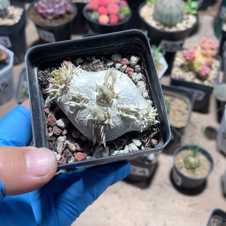 文***R747惠比须笑块根