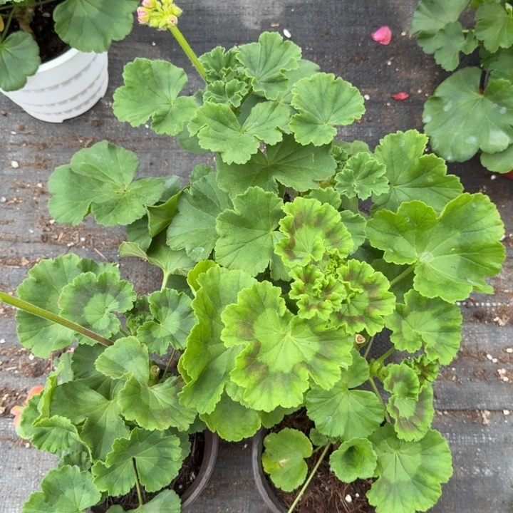 完全开放天竺葵1号