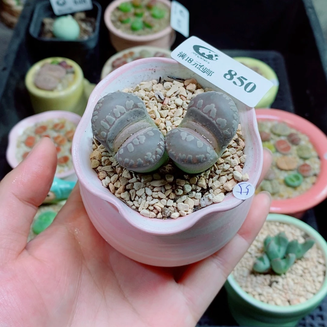 生石花花花花花850
