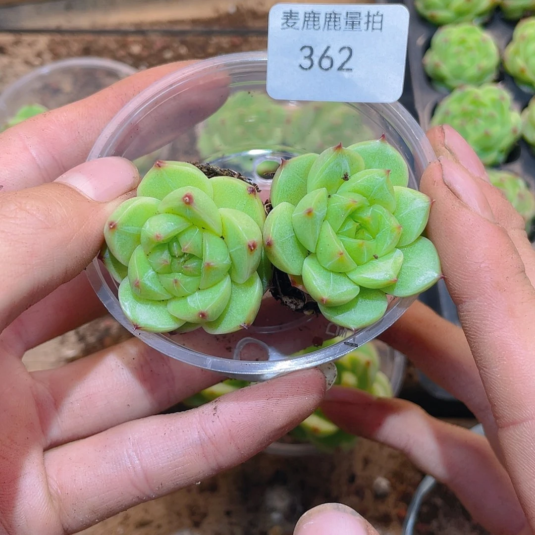 362定向珍妮包子。  量拍