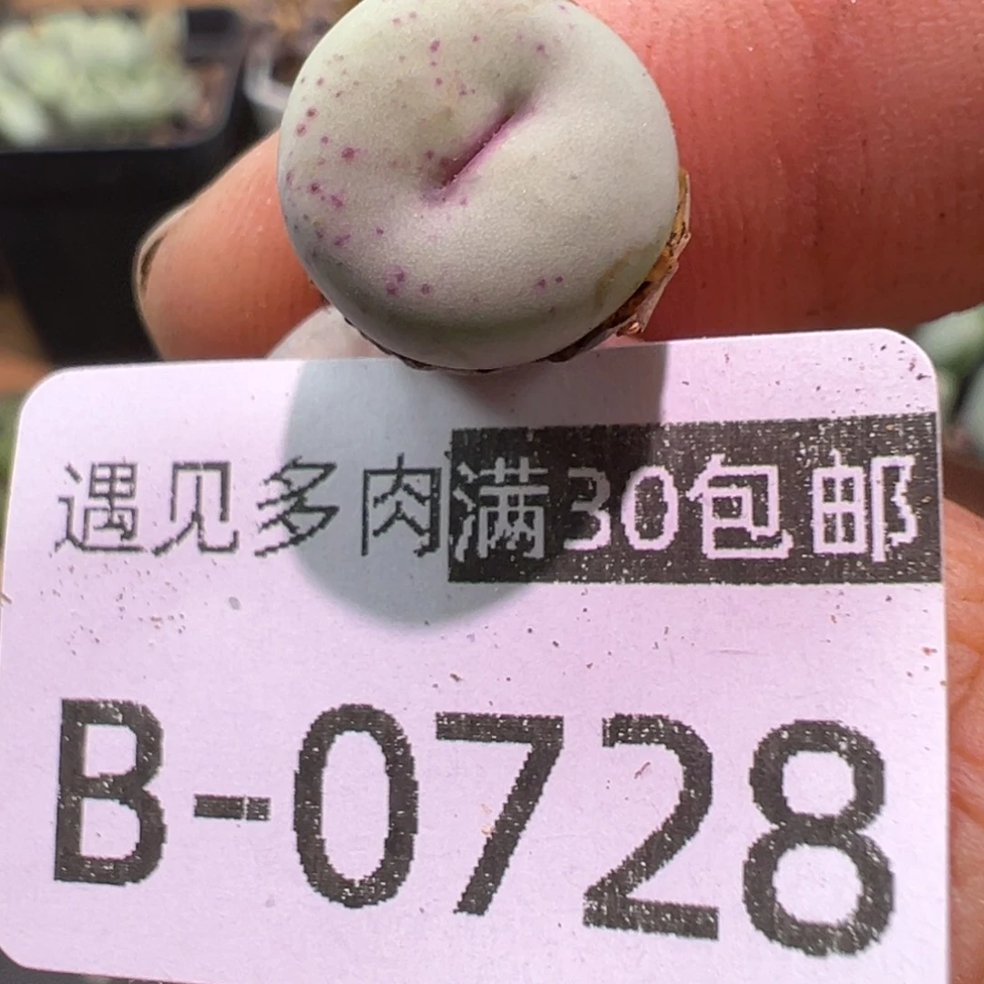 多肉植物11111111111