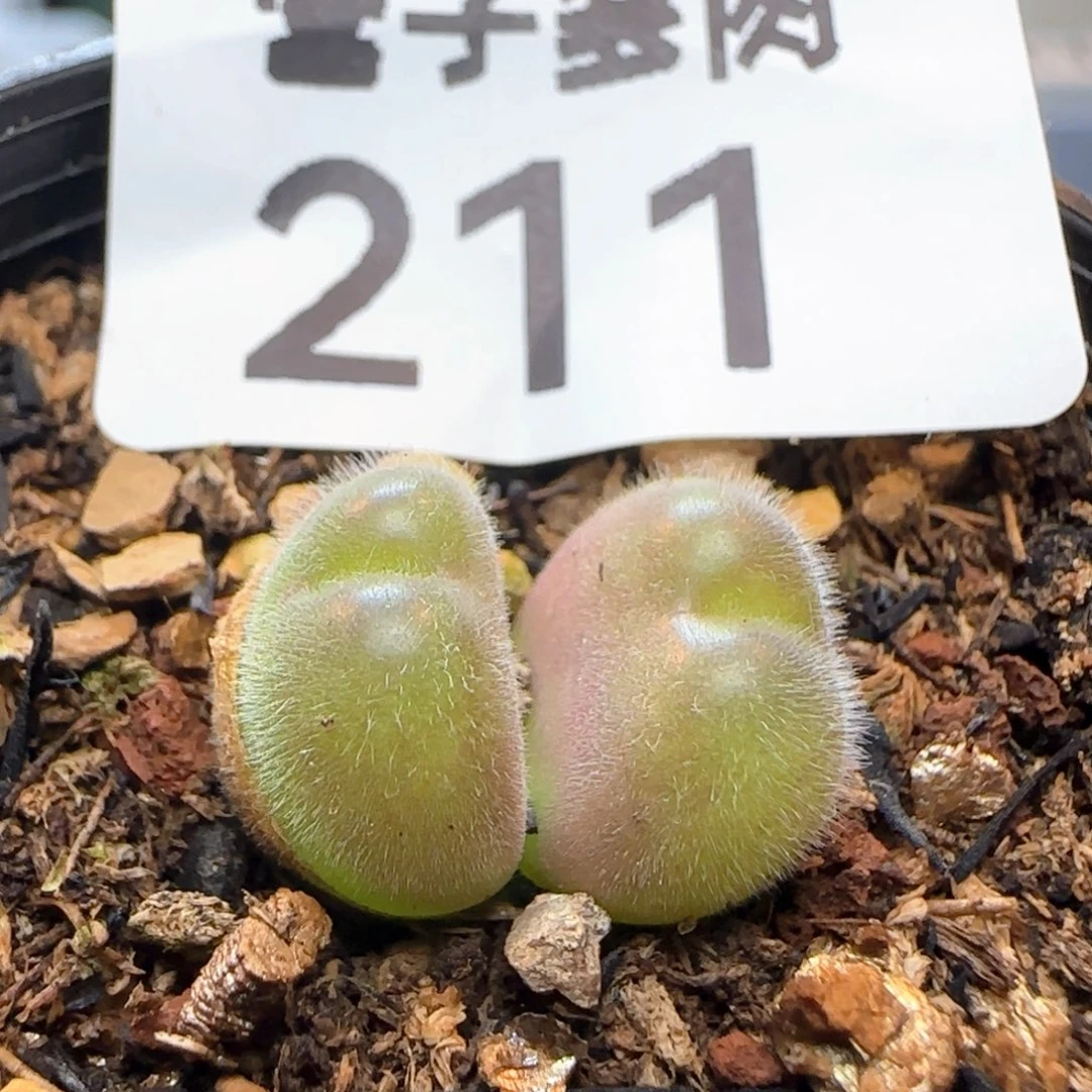 长毛带盆土。