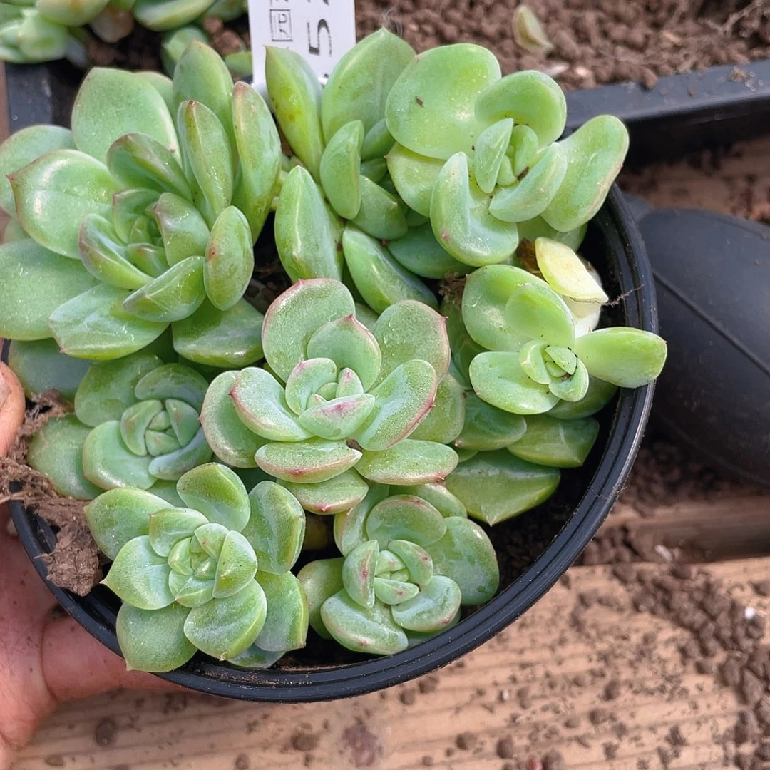 多肉植物多肉植物352