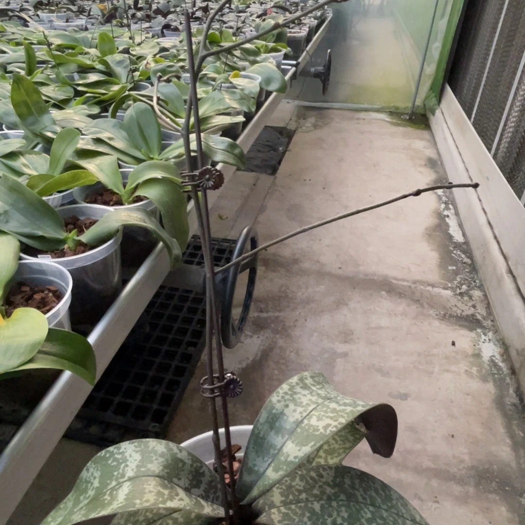 完全开放SWR芭比-991