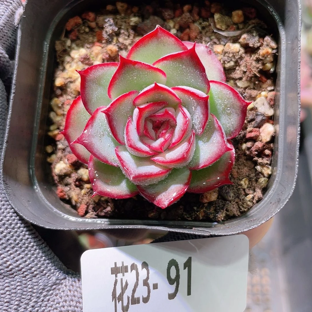 花利美23-91猎户座
