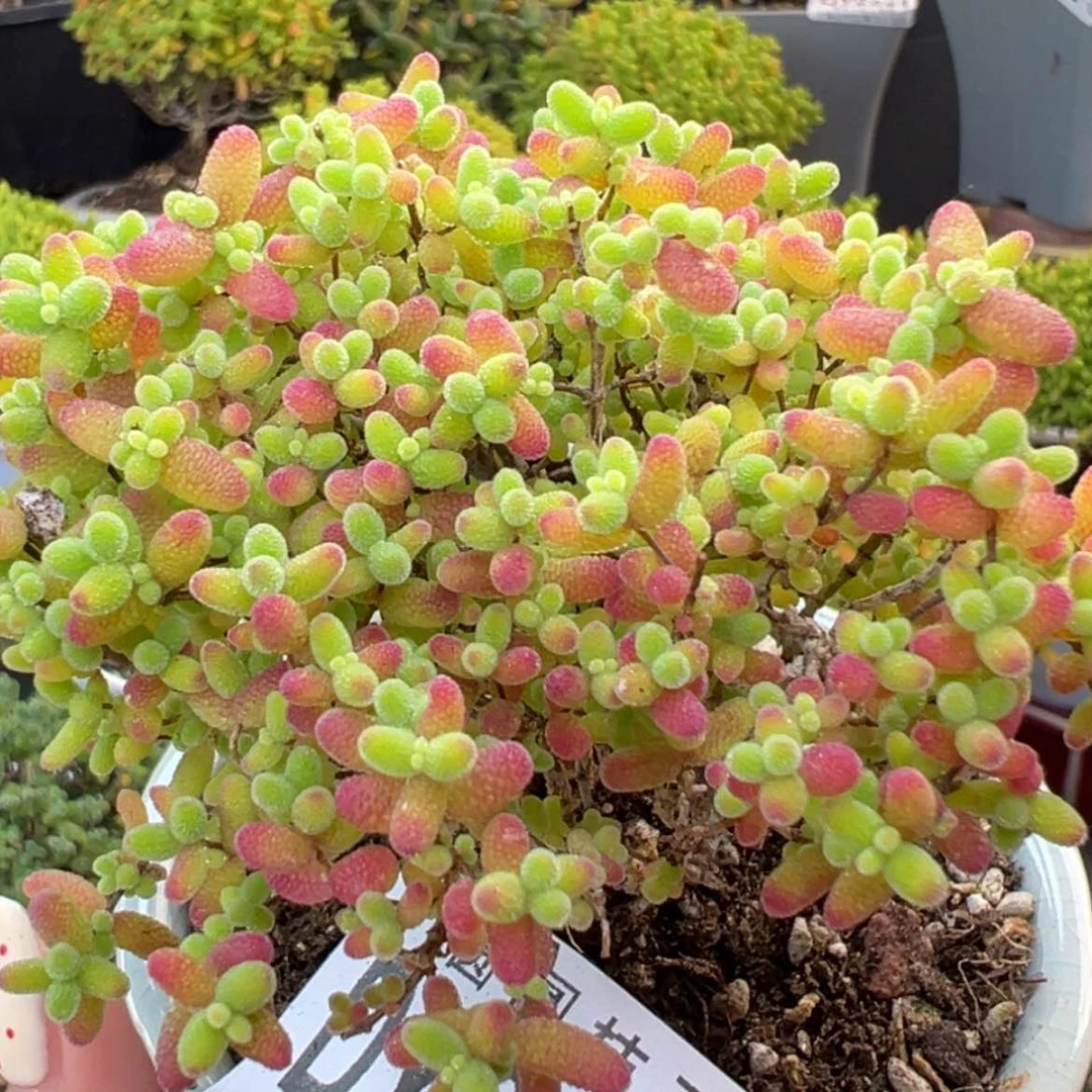 【闪购商品】dy6647精控蜜橘糖球冠幅8cm带盆