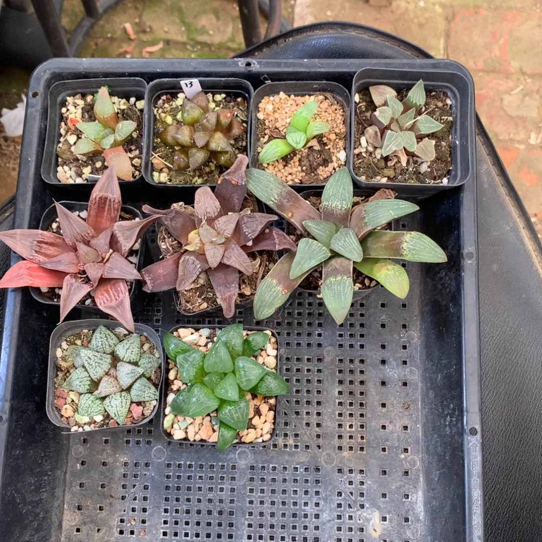 三***猫直播拍，带盆土发货