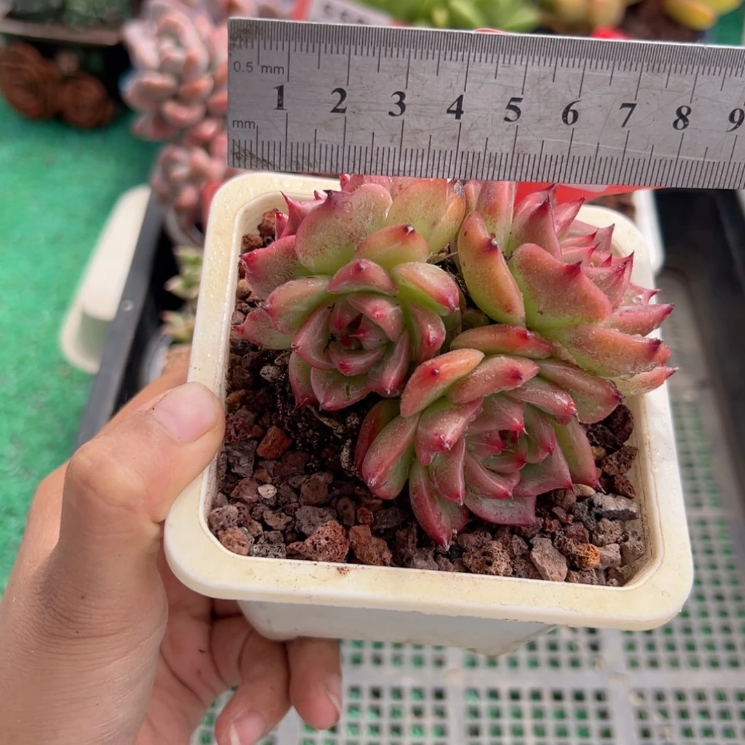 表妹精品多肉植物229.