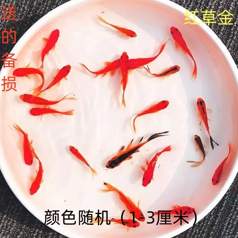 好养耐活的草金鱼冷水淡水观赏鱼鲜活鱼苗小宠物