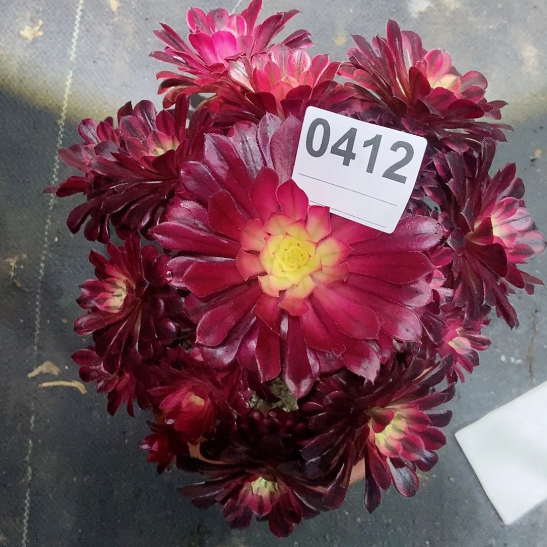 红陶0412黑铜白3多肉