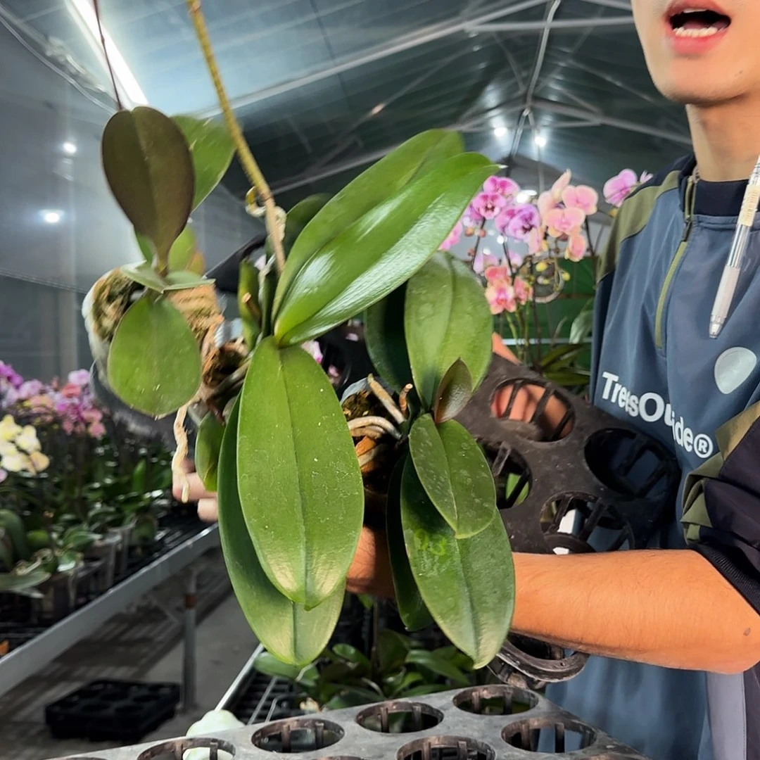 完全开放花后苗一组三棵（随机发货个别抽梗