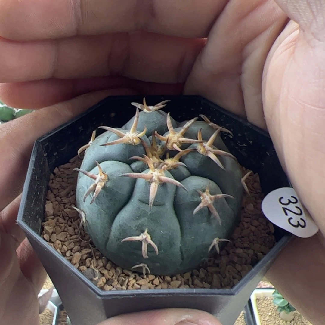 猫爪4.5一物一拍默认脱土发