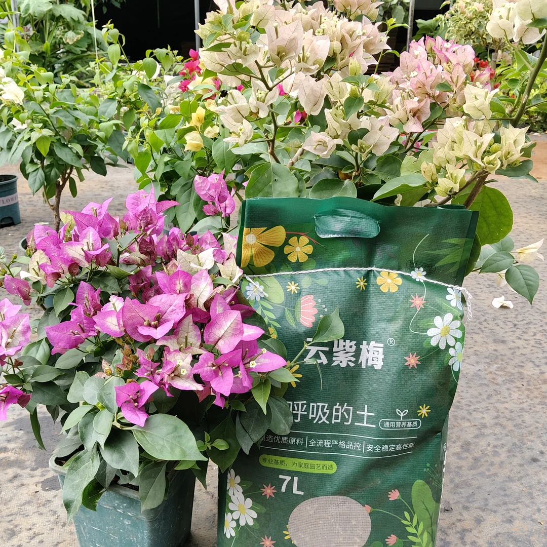 苡澄甄选三角梅专用腐殖土环保绿色吸水透气保湿助力植物生长