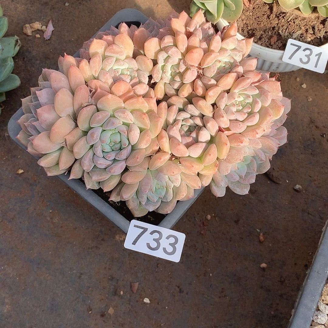 733霜花 一物一拍多肉