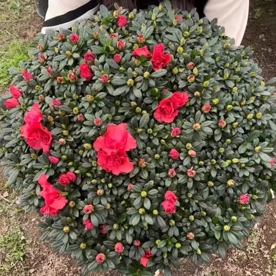 红杜鹃花盆栽老桩带花苞四季开花好养易活绿植物盆栽室内室外