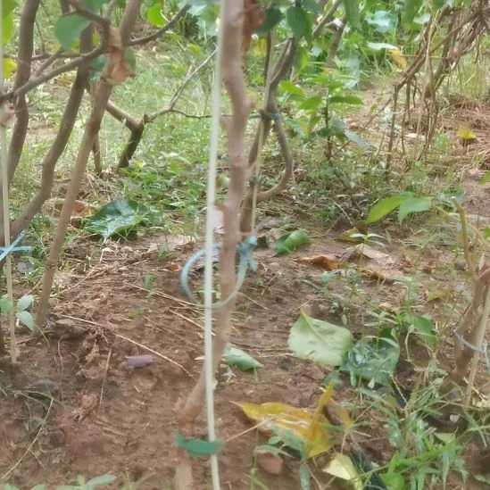 当前无花栽培后可以开花日落三角梅