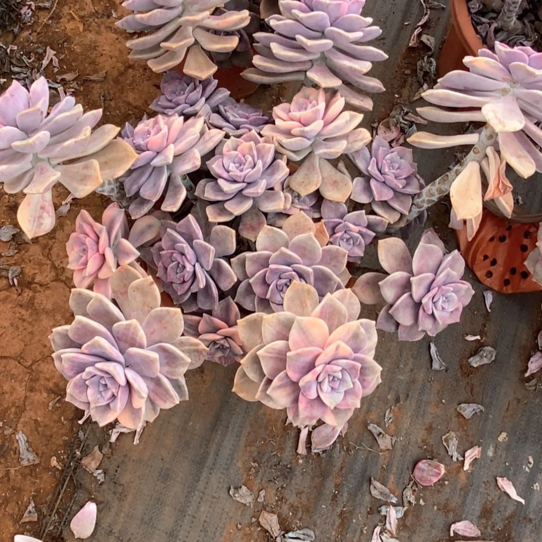 修****狐27 一物一拍紫乐锦