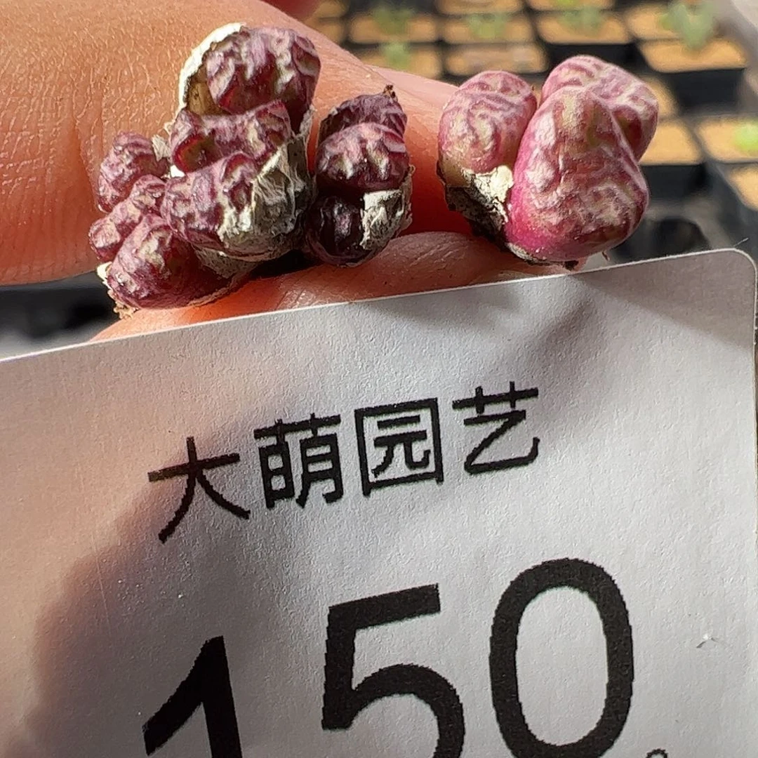 一物一拍cr1004红宝石安贞优选150