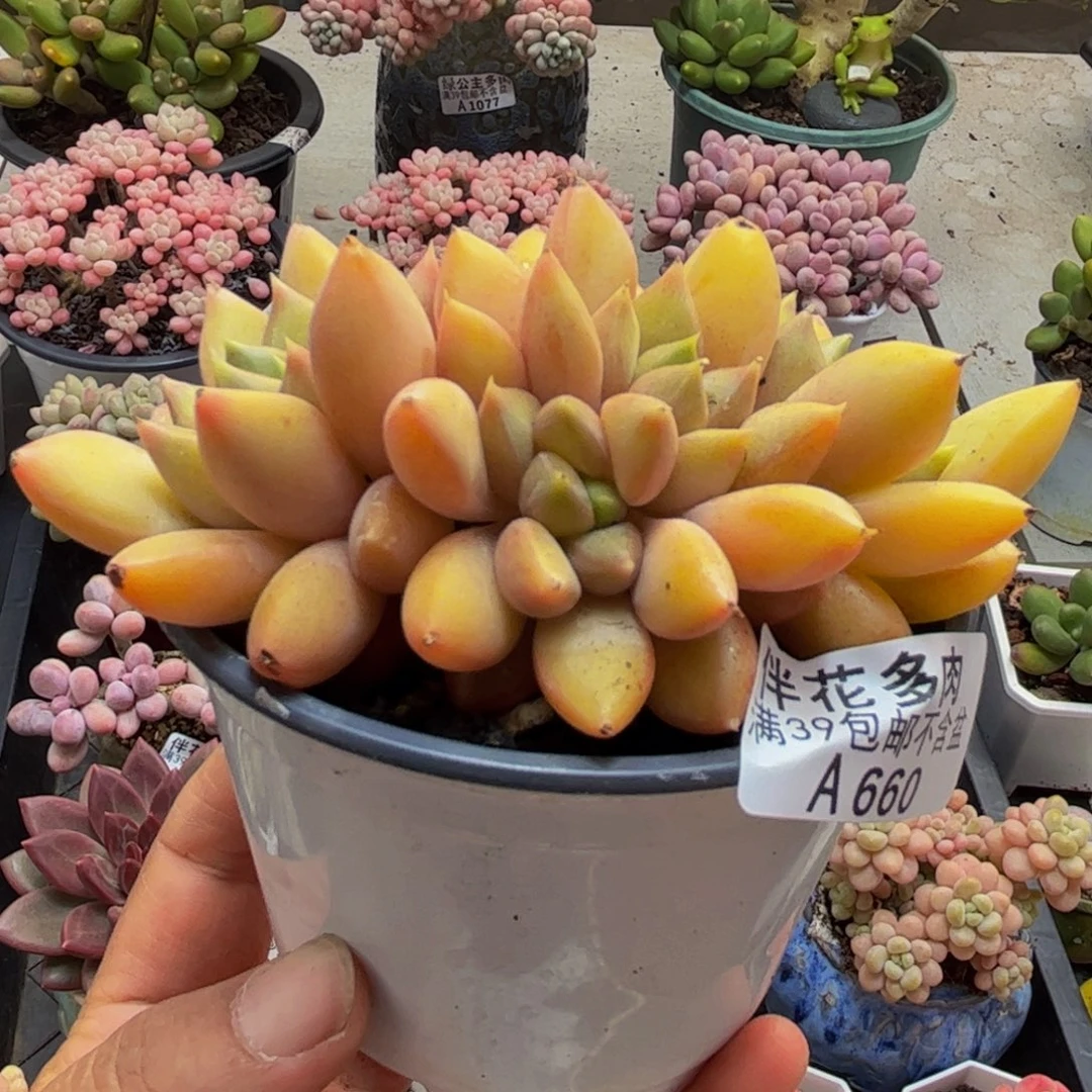 660象牙朵朵缀9cm多肉