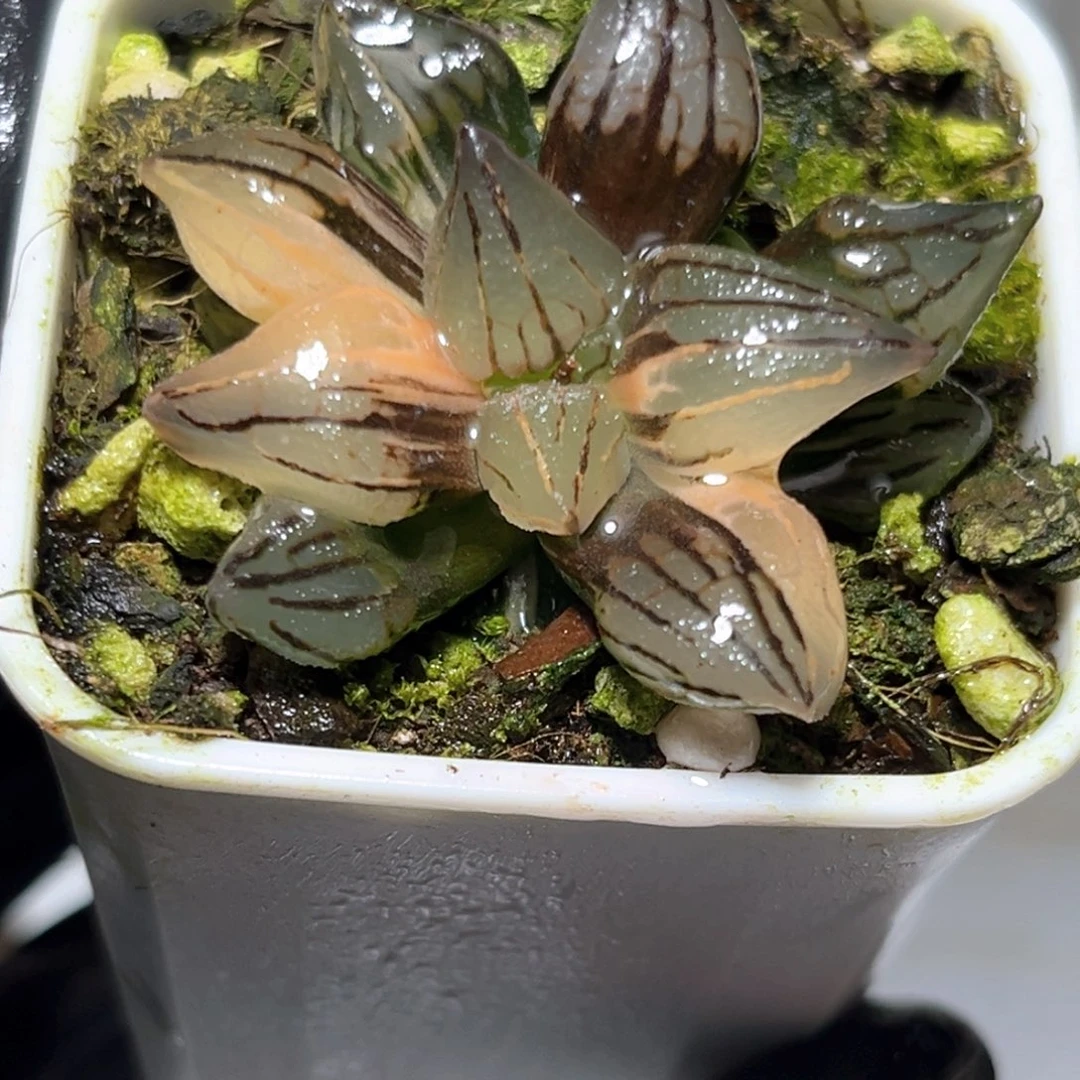 恭喜发财大吉大利0903