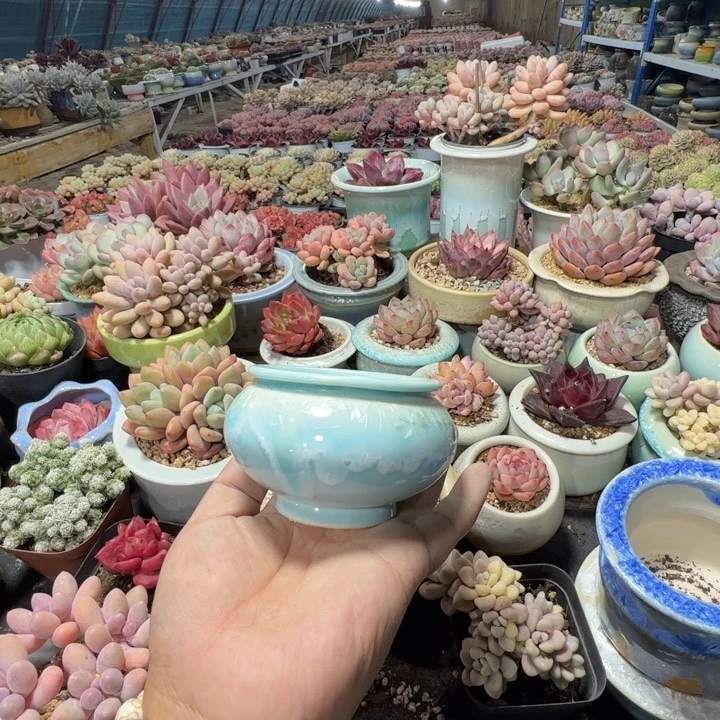 特价花盆 满50发货 内口6