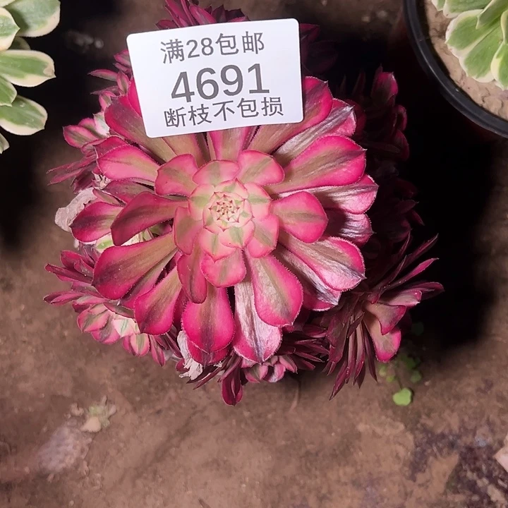 4691黑同白多肉植物