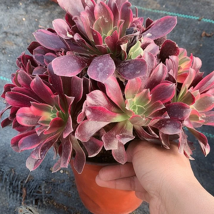 327金斯多肉植物