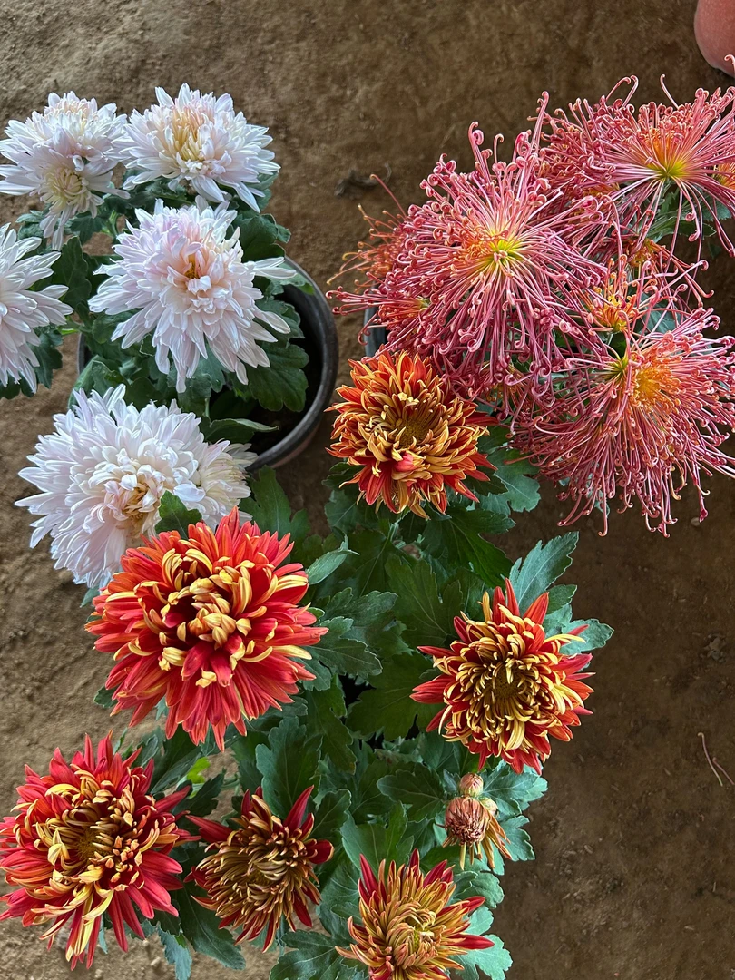 3棵【红线+金背大红+仙桃】菊花后期母本处理 菊花无售后