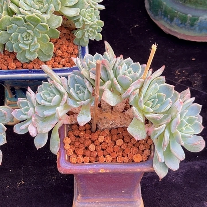 星影 琥珀 琥珀 琥珀