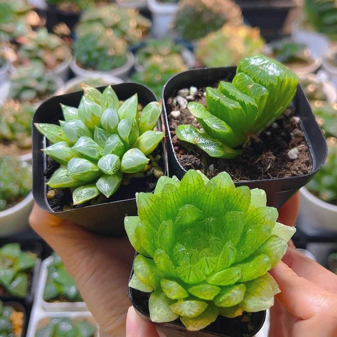 爱心寿+樱水晶+玉扇多肉多肉