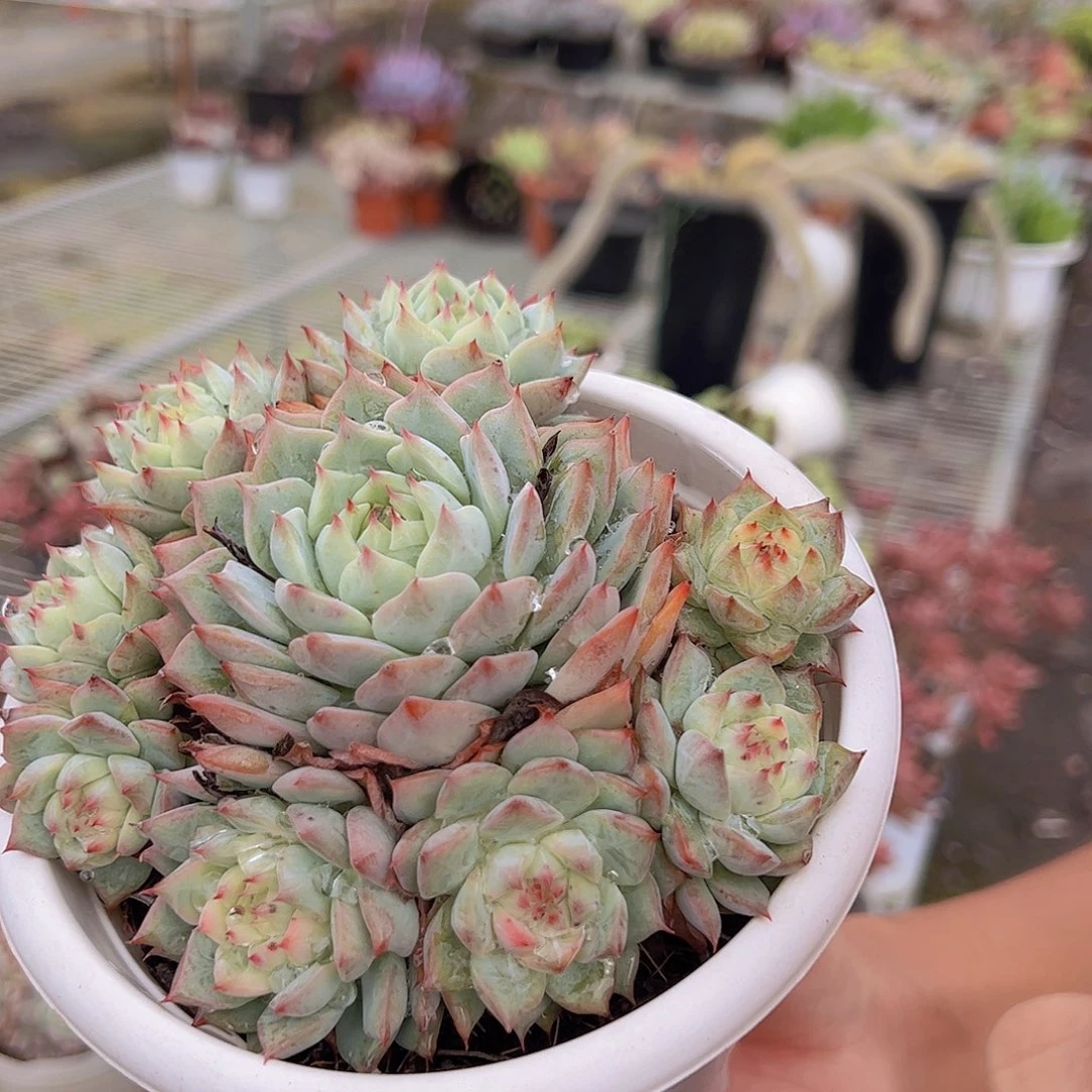 Tp 手捧 多头群生