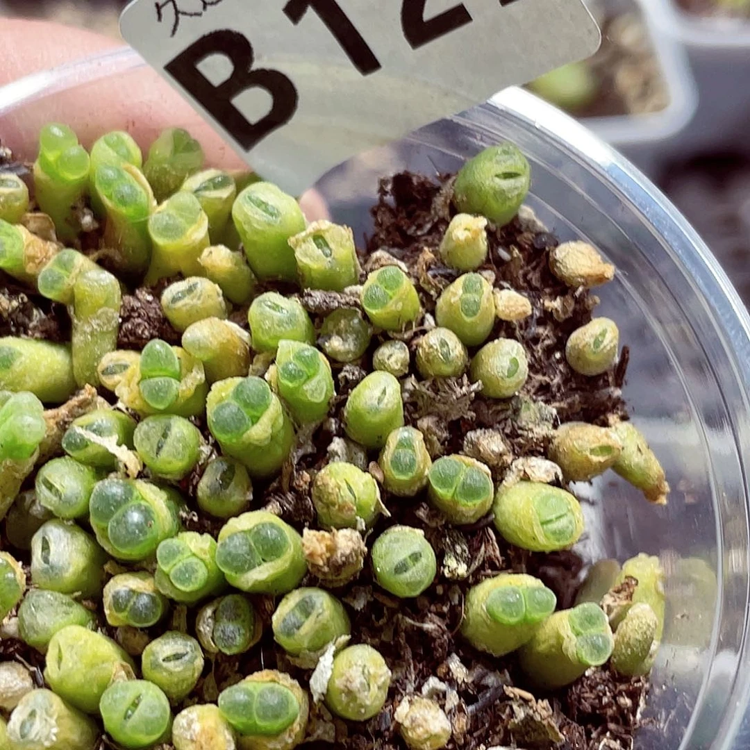 西*夕B127号，很好看的样子