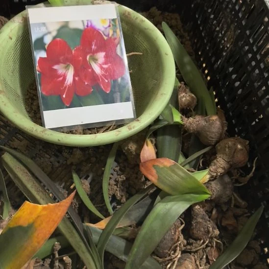 当前无花栽培后可以开花达摩3厘米裸根球