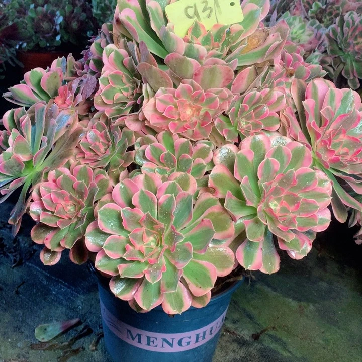 931粉女巫多肉一物一拍